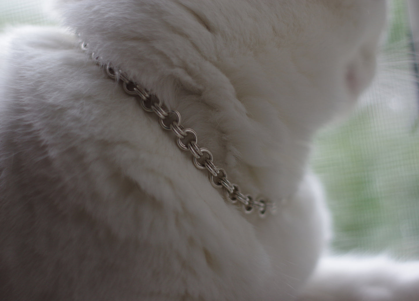 Pet Collar